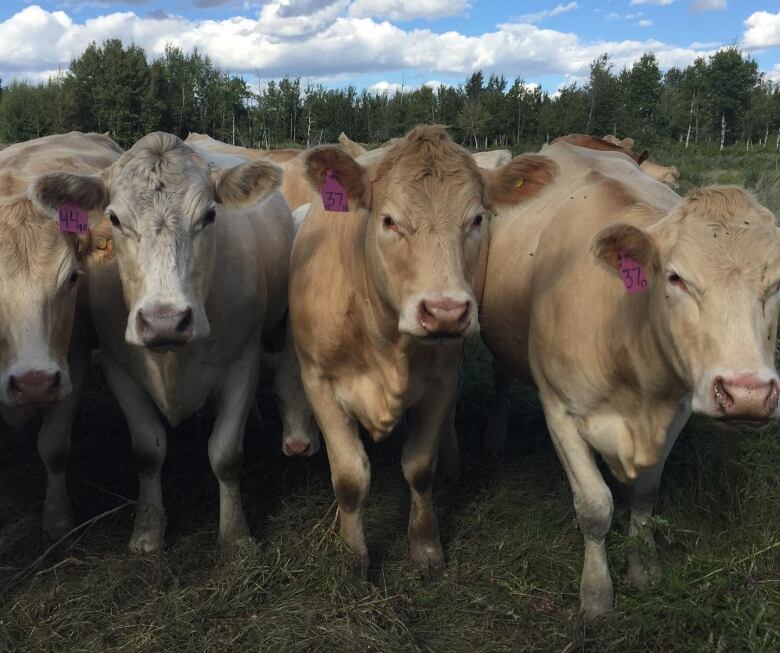 Cattle stand in a field.