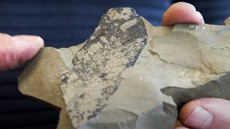 A close-up of paleobotanist Rolf Mathewes holding a plant fossil, which shows a rock surface with markings of a leaf. 