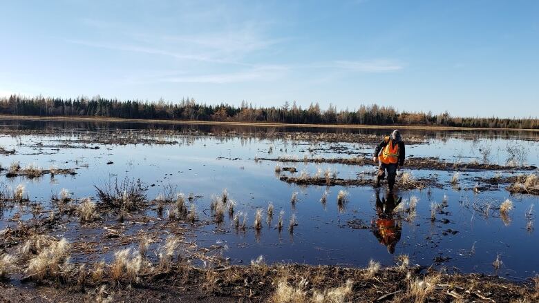 A man walks through swampy water while doing research.