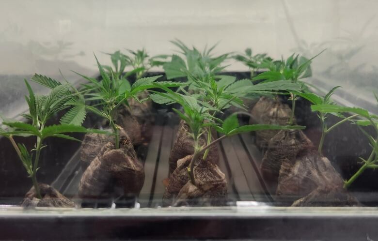 Cannabis plants in a tray.