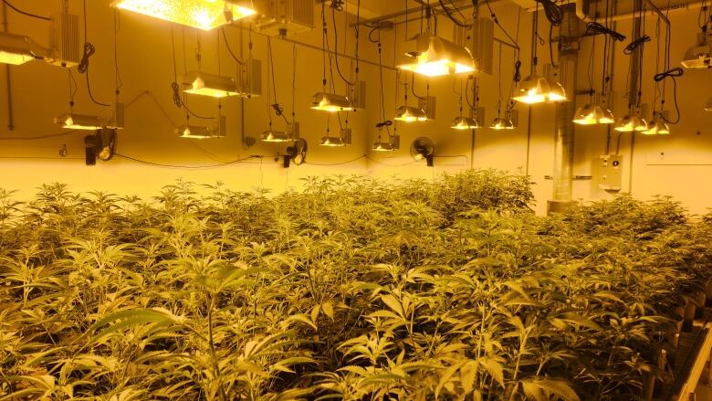 A room full of cannabis plants grow under yellow lamps.