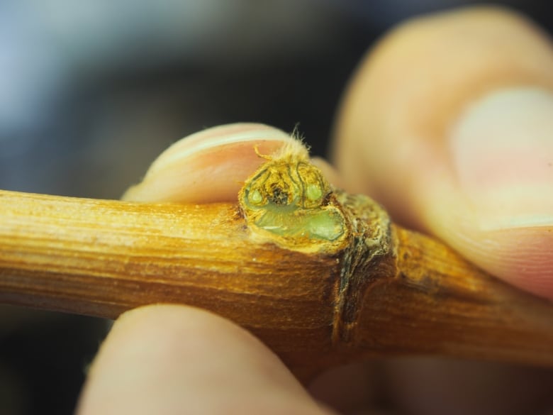 A close up photo of the stem of a grape vine that has been finely cut at the bud, showing a partially brown area of a dead bud along with two healthy green buds. 