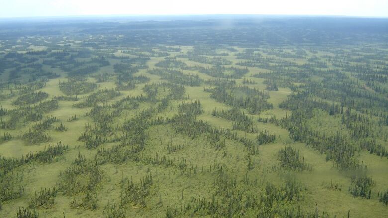 A aerial view of a lush forest. 