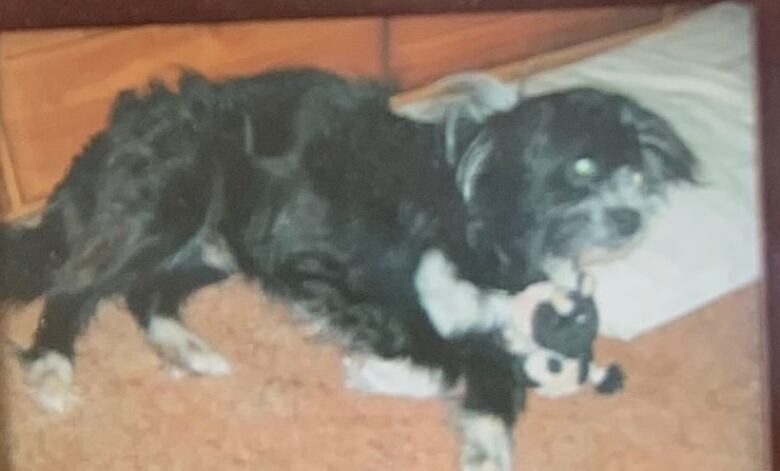 A photo of a black and white dog.