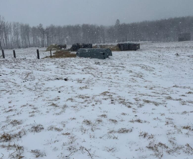 Snow covers a pasture field with cattle in the background eating at hay piles.