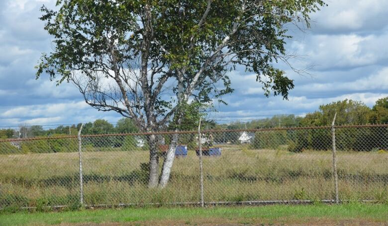 A chain link fence runs around an empty piece of land with tall grass, a birch tree and some metal bins 