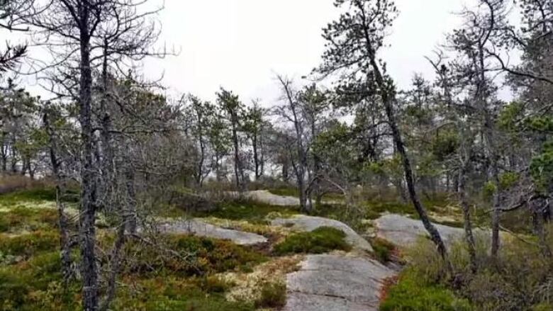 A rock trail is seen within a thinning forest.