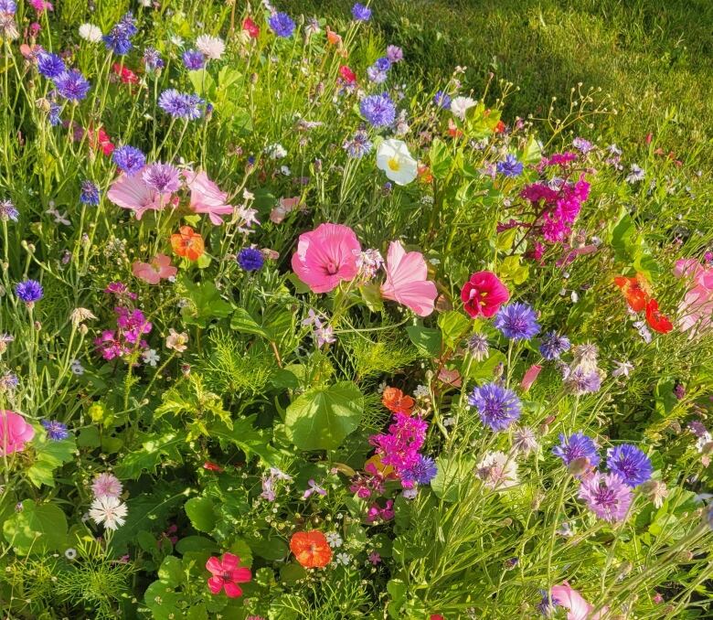 Native Alberta wildflowers grow. 