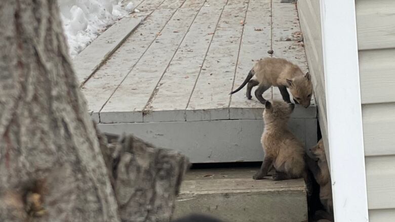 Two fuzzy baby foxes investigate the steps onto a deck where their mother, a red fox, sits.