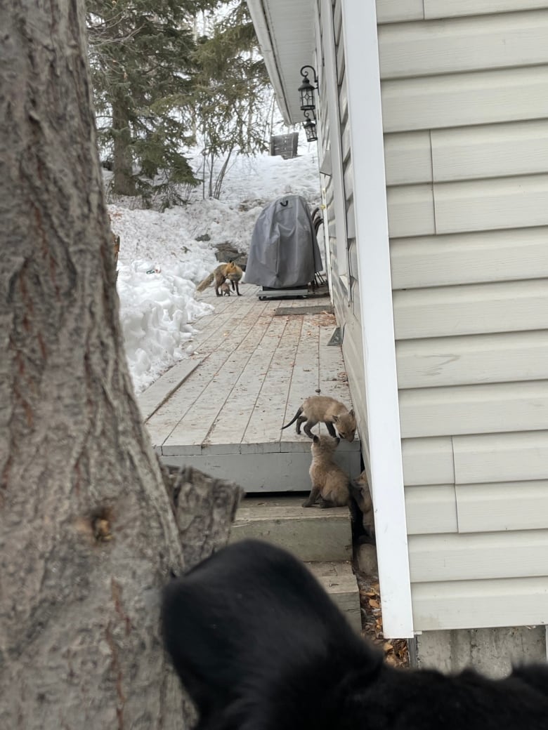 Two fuzzy baby foxes investigate the steps onto a deck where their mother, a red fox, sits.