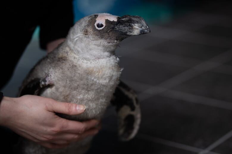 A small, light-colored penguin is held in someones hands. 