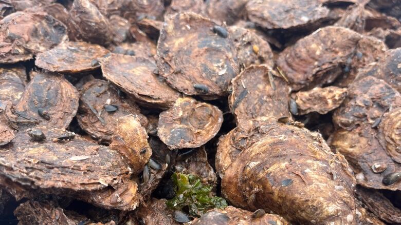 A close up of fresh P.E.I. oysters.