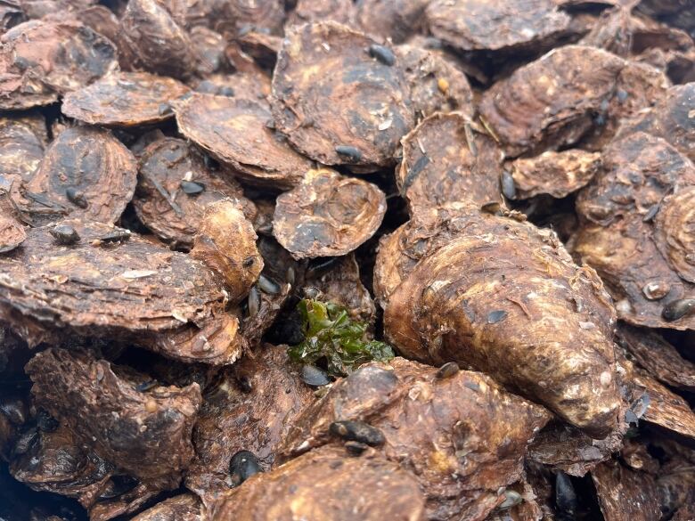 A close up of fresh P.E.I. oysters.