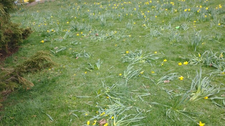 Several flowers in the Dartmouth Daffodil Garden are trampled and pulled out of the ground.