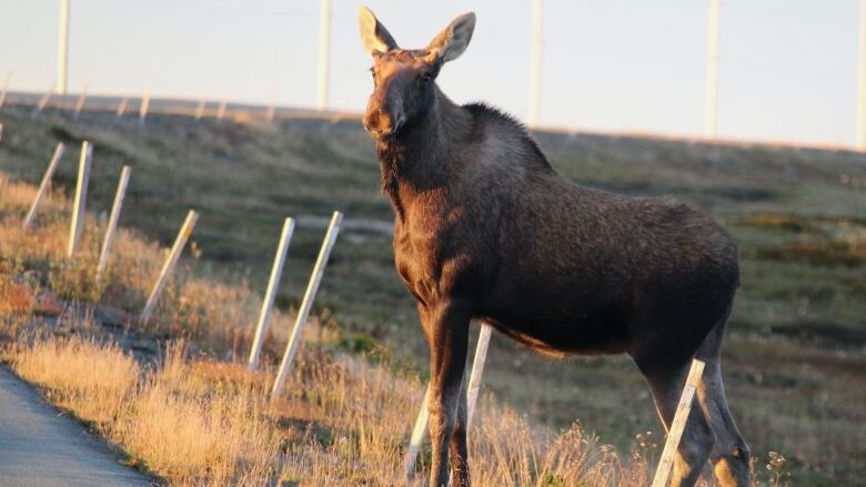 A young moose stands in grass near a wire fence.