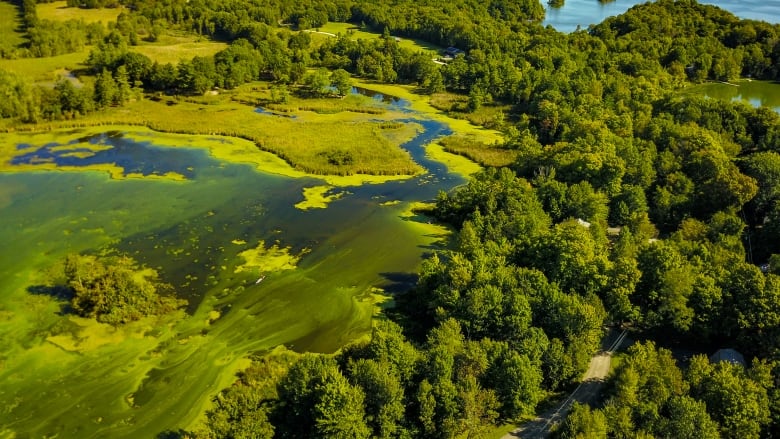 An aerial view of a forested area. Most of the frame is dominated by a green lake, with a clean blue one visible in the background. 