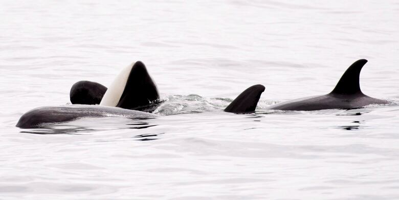 A killer whale is seen in a medium-length shot in the sea.