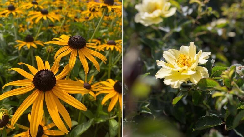 two images. left: multiple yellow rudbeckia flowers in a field. right: a light yellow rose in full bloom, with lots of green leaves around it. 