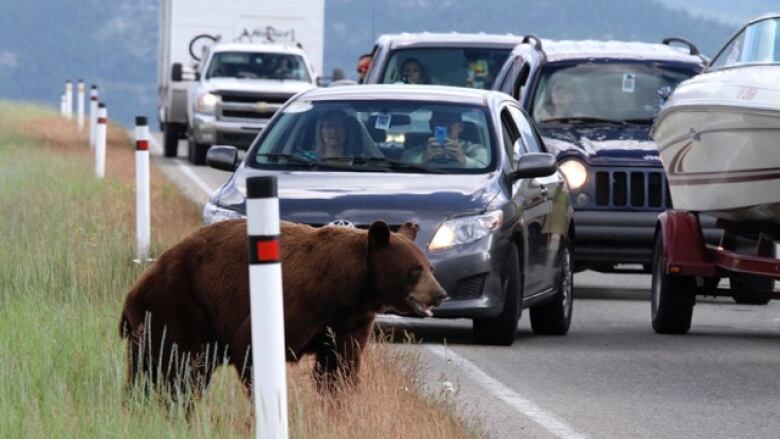 Motorists grind to a halt and take cellphone pictures of a roadside bear. 