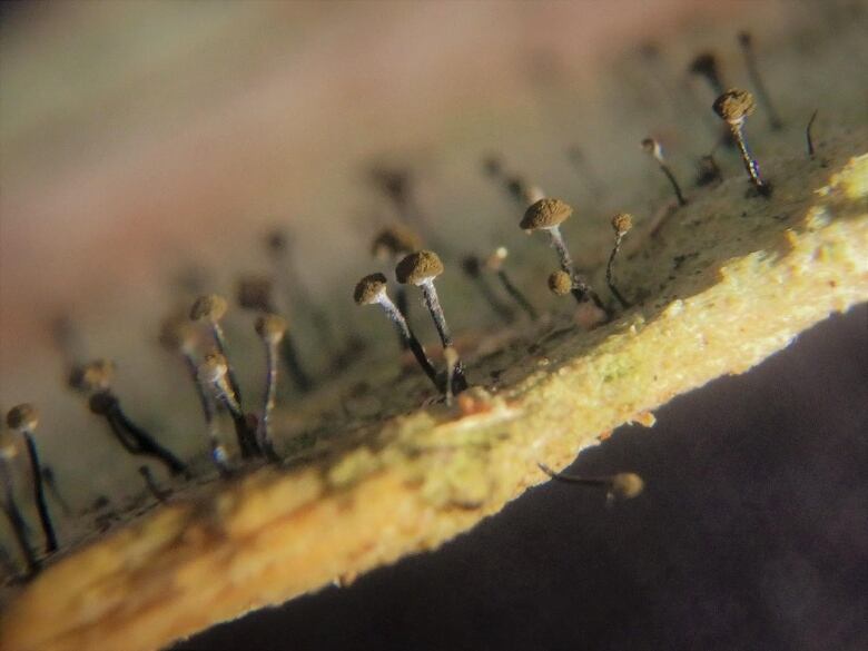 Snag Whiskers growing on wood, in the shape of tiny mushrooms. 