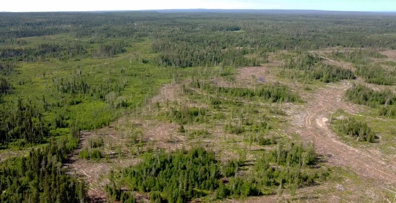 An aerial shot shows a clear cut logging operation in a provincial park.