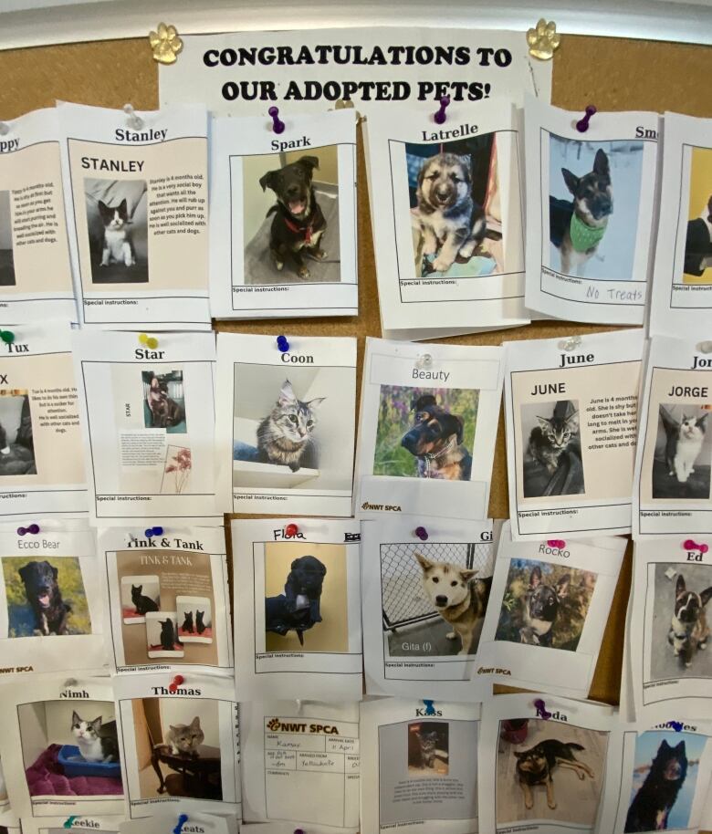 A board show several photos of dogs and cats with a sign on top that reads, Congratulations to our adopted pets.