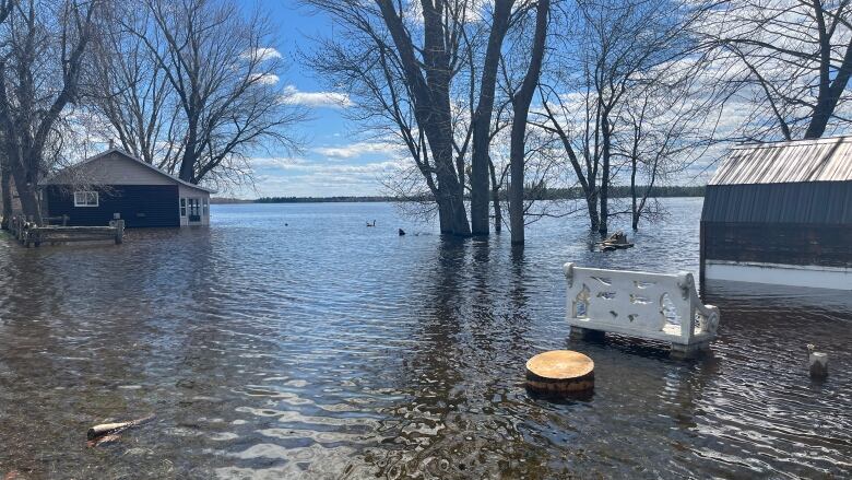 Trees, two buildings, and a bench are all submerged in water on a clear spring day.