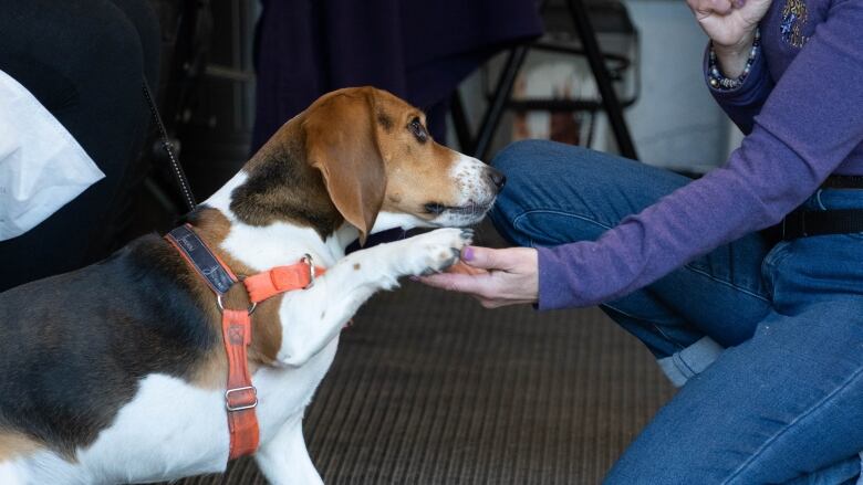 A beagle lifts a paw to a person's hand.