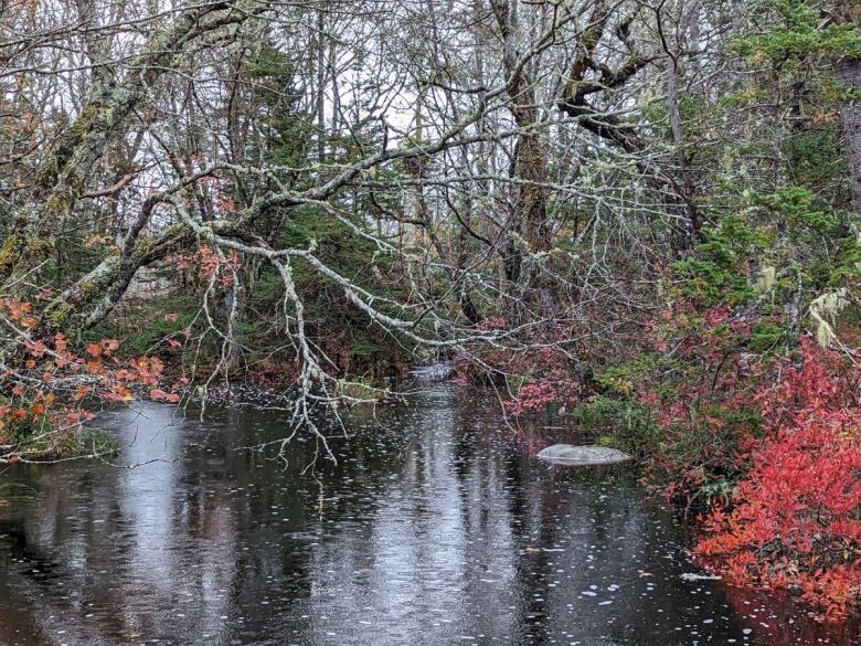 Trees hang over a freshwater pond.