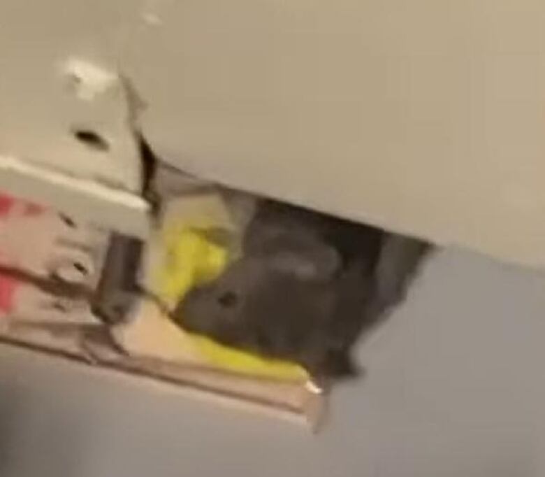 A dead rat sits on a mouse trap