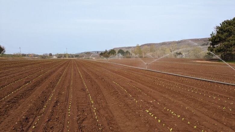 A red dirt field is seen being watered by a sprinkler system. 