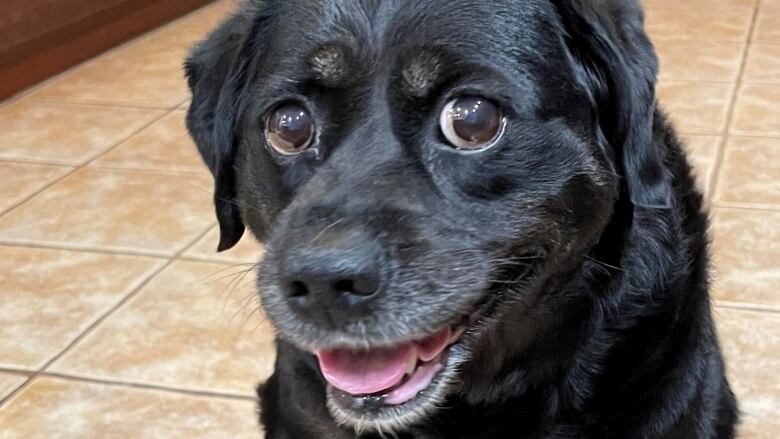 Tasha the dog, sitting on kitchen floor, smiling at the camera.