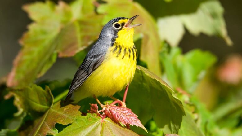 A black and yellow Endangered Canada Warbler atop leaves singing. 