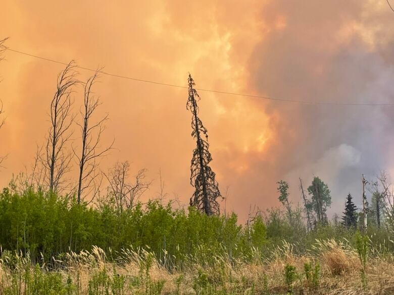 A cloudy sky glows red over a sparse and eerie landscape of scrub and the occasional tree.