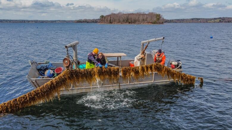 A boat with seaweed draped across it.