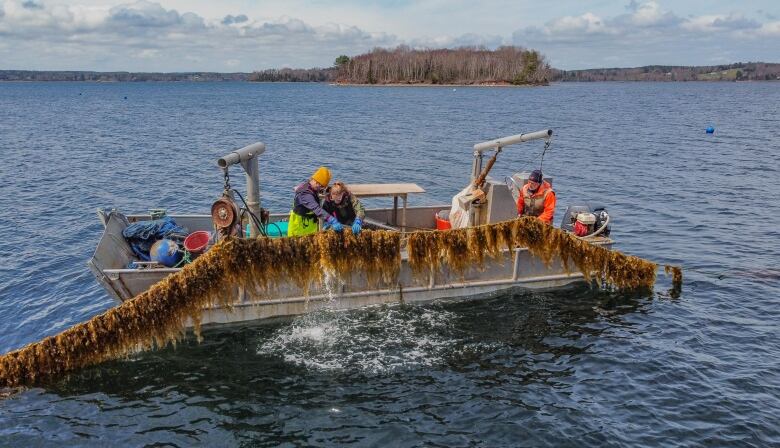 A boat with seaweed draped across it.