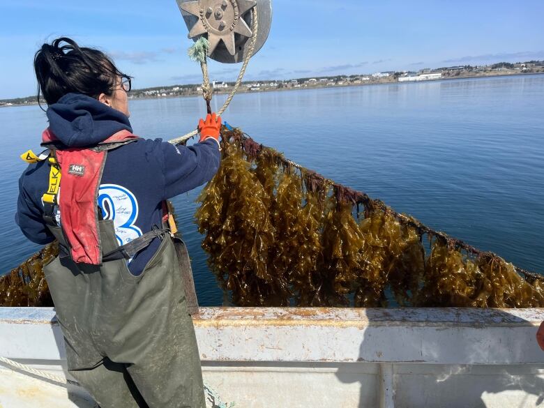 A kelp harvester pulls up a line of seaweed to a boat.