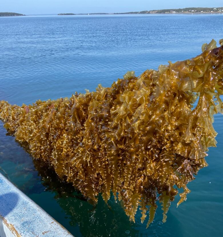 Seawood hangs from a line on a boat.