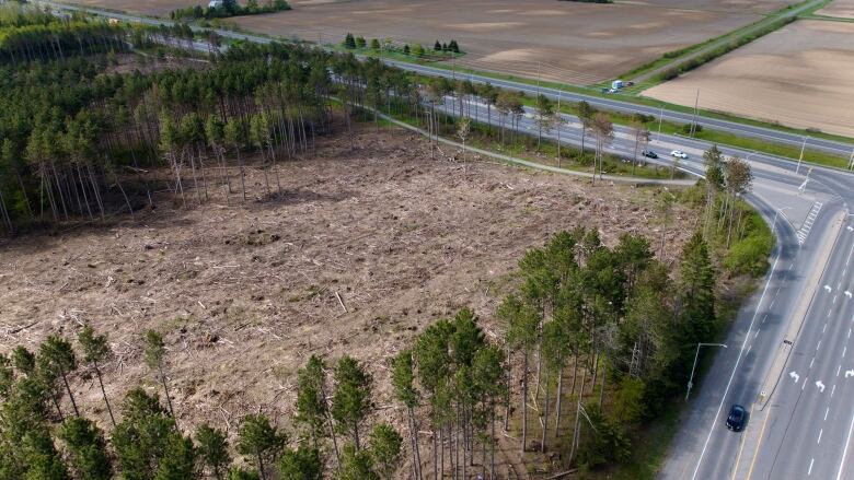 A large woodland with a clearcut.