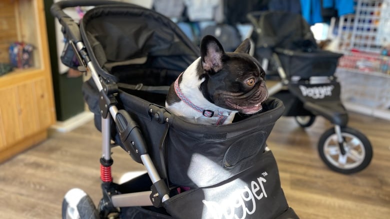 French bulldog, Moon Pie sits in the Dogger, a dog stroller created by her owner, Ann-Marie Fleming in 100 Mile House.