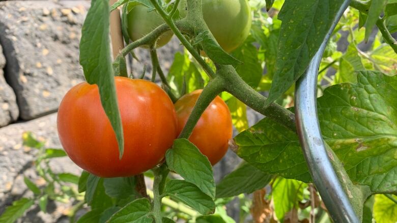 Tomato plant