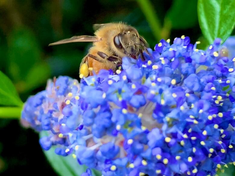 A bush of pure blue lilacs hosts a bee in a flower.