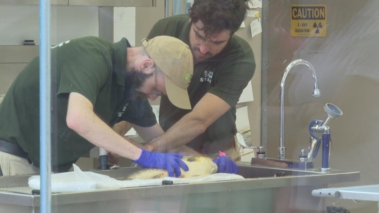 Two people operate on a fish on a table.