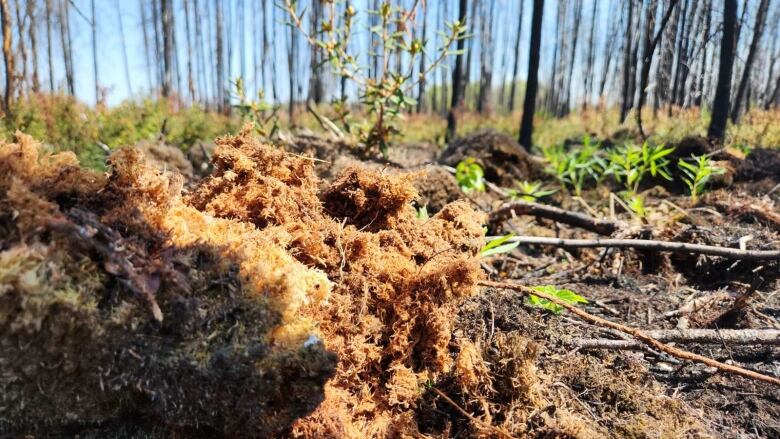 Brown, dry-looking peat sits on the ground against a backdrop of charred trees.