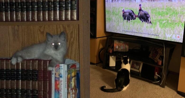 A grey cat lounges on a bookshelf. A black-and-white cat watches wild birds on TV.