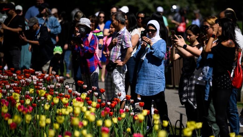 A crowd of people take photos of a field of tulips.