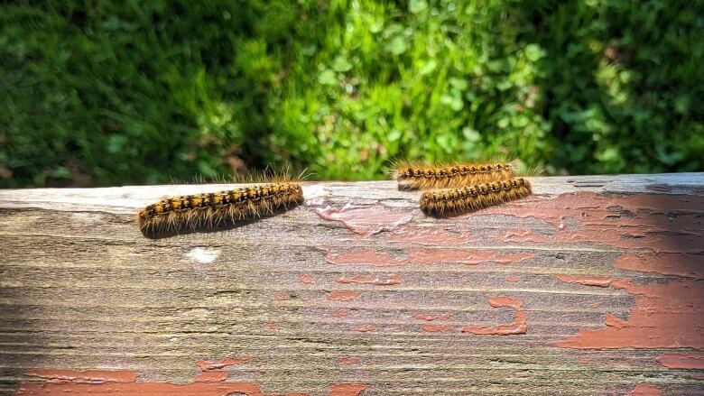 four tent caterpillars crawl along a bench