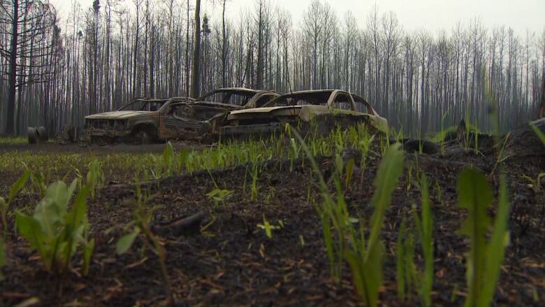 Burned out cars as grass grows in wet soil