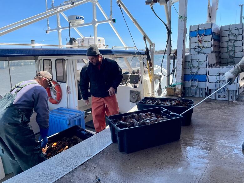 Fishermen unload lobster on the Northport wharf.