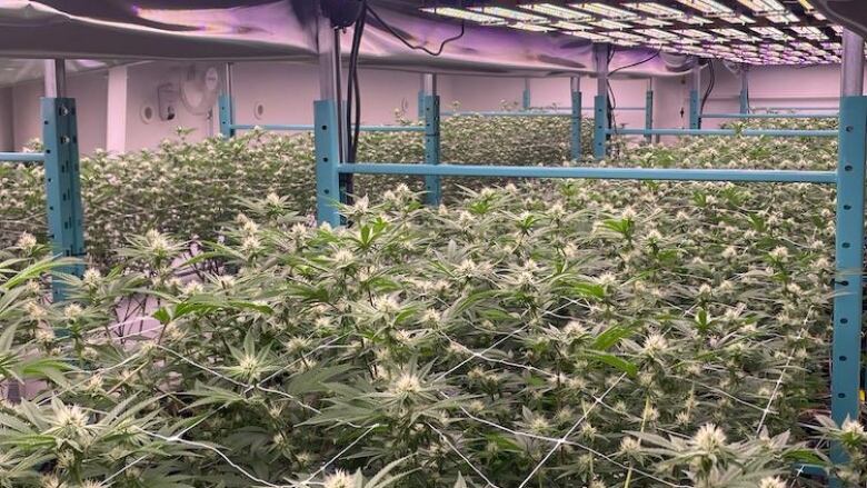 Alberta Bud Inc. grows cannabis in a warehouse in west Edmonton. 